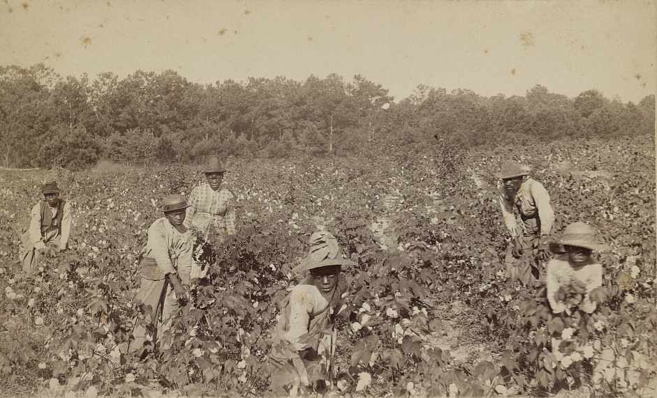 Picking cotton, Savannah, Ga..jpeg